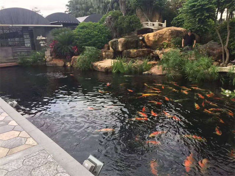 台州锦鲤鱼池